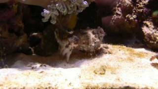 Dwarf Cuttlefish Feeding