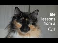 What i learned since adopting my cat 
