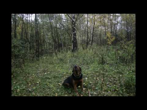 Tiroler Bracke Tiroler Bracken тирольский бракк hound tyrolean hound