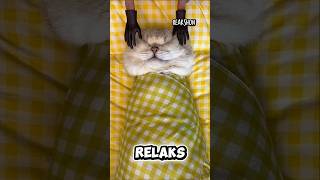 Kucing-Kucing Spa 😼