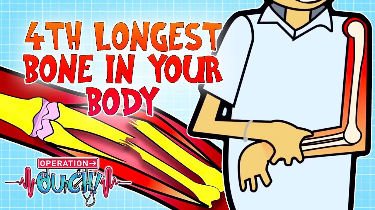 The 4th Longest Bone in Your Body | Operation Ouch | Science for Kids