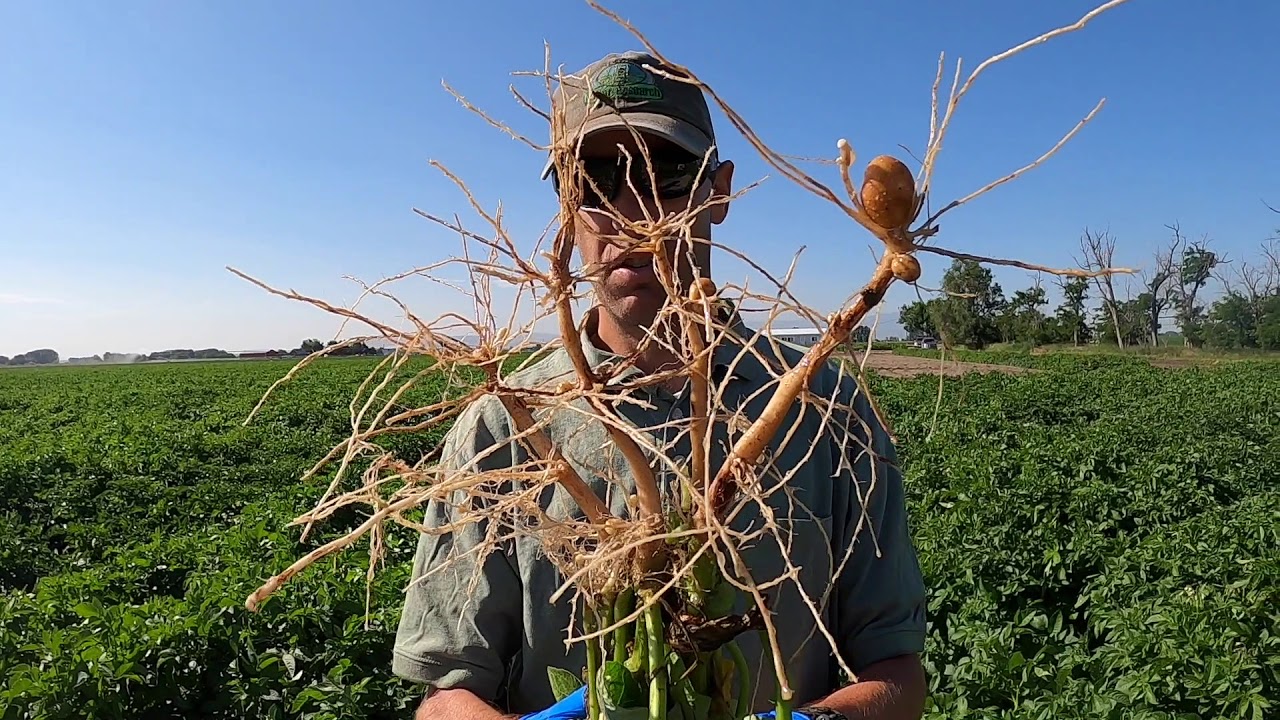 Rhizoctonia Canker (Part 1)