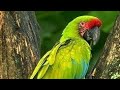 பறவை பற்றிய 5 ஆச்சரியங்கள் நீங்கள் அறிய வேண்டியது