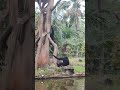 satwa di lembah hijau #lembahhijau #satwa #animals