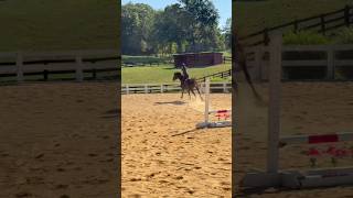 This horses lead change is sooo fun #horse #mylitlepony #mylitlepony #horsegirl #ponylife #ponyoc