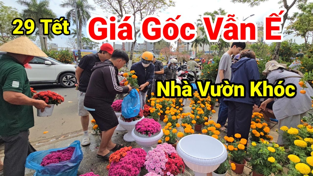 Cực Nóng 29 Tết: Hoa Tết Đà Nẵng Bán Giá Gốc, Vẫn Ế Hàng Xuân Bính Ngọ