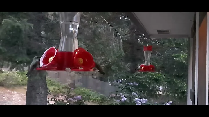 hummingbirds tonight