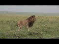 Ruler of the Marsh Pride patrols his territory, Masai Mara, Kenya