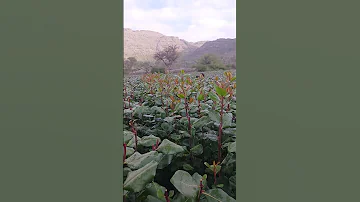 شهدو القات الحوشبي اسامه الحبيشي 735534290 