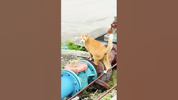 Thumbnail of #music #song #pop #lyrics #cover #subscribers #cat #kucingsedih #catcute #catlover