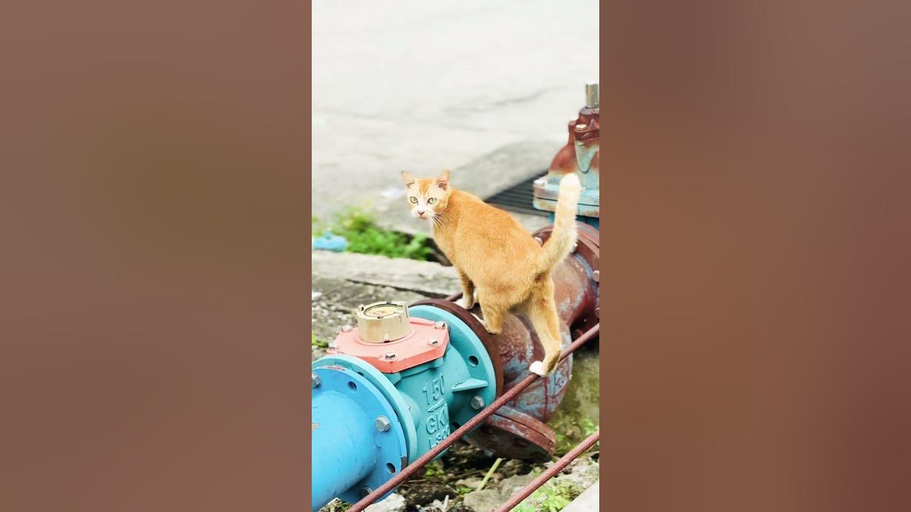 #music #song #pop #lyrics #cover #subscribers #cat #kucingsedih #catcute #catlover