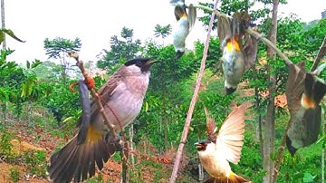 panen BURUNG KUTILANG liar !! mikat burung kutilang liar auto raih trophy