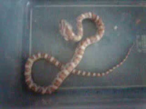 food glorious food sheet music Corn snake full feed
