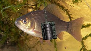 Кращий фідерний монтаж для ловлі мирної риби 🎣
