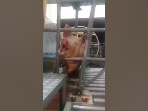 Убийство Свиньи - YouTube