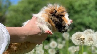 Guinea Pigs