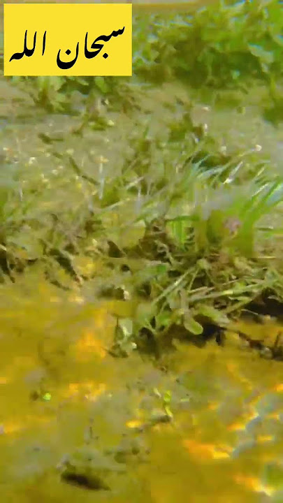 Download lagu Under water view with Quran tilawat subhanallah😍#short #vlog