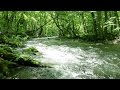 【癒し】自然音　せせらぎ　青森県　奥入瀬渓流　川のせせらぎとひぐらしの鳴く森