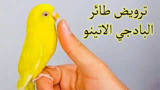 ترويض طائر الحب البادجي الاتينو على اليد و تجربة ترويض طائر البادجي بدون الصاق جناحة