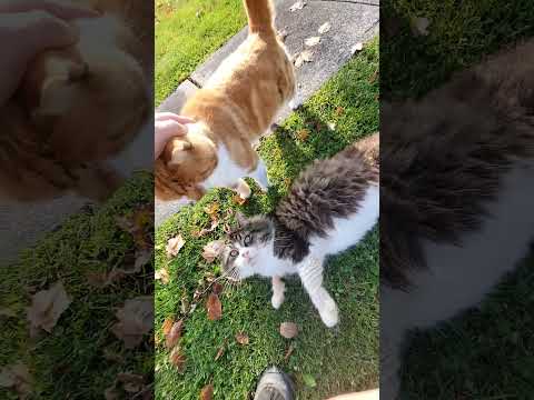 Kitties happy on the farm