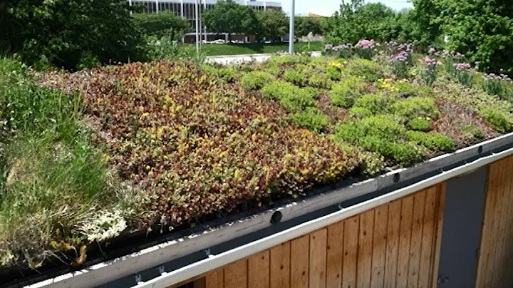 Research in Action: Green Roofs - DayDayNews