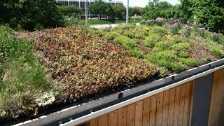 Research in Action: Green Roofs