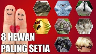 Hewan Setia | 8 Hewan Paling Setia Terhadap Pasangan