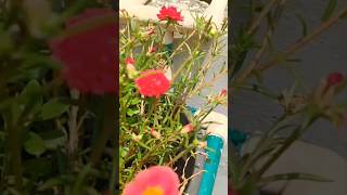 Summer 🏝️🌞 blooms 🏵️🌼🌼#flowers #greenlove #shortvideo #garden #viral #gardening #nature #reblooming