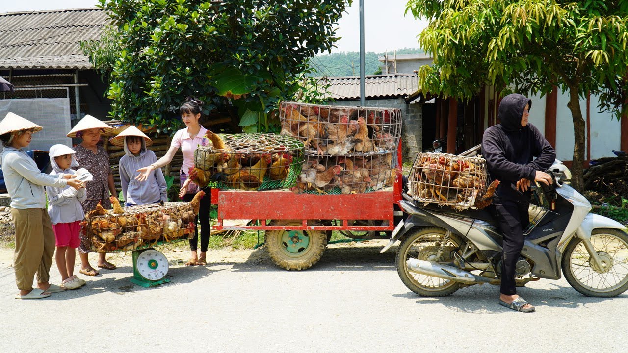 Use 4-wheeled Vehicle Transport Many Chicken Raised after 8 months To Sell - Buy Baby Duck