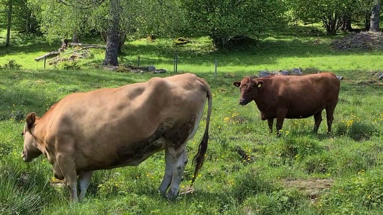 Tiskaretjärns Finngård Rödkullekor Värmlandsfår