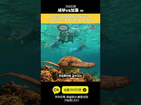 [Shorts]세부 / 보홀 2라운드: 역대급 스케일 세부 🐳 vs 순수 대자연 생태계 보홀 🐢