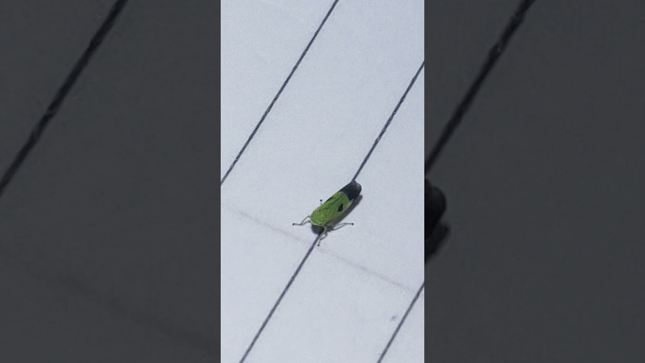 AMAZING INSECT UNIQUE 