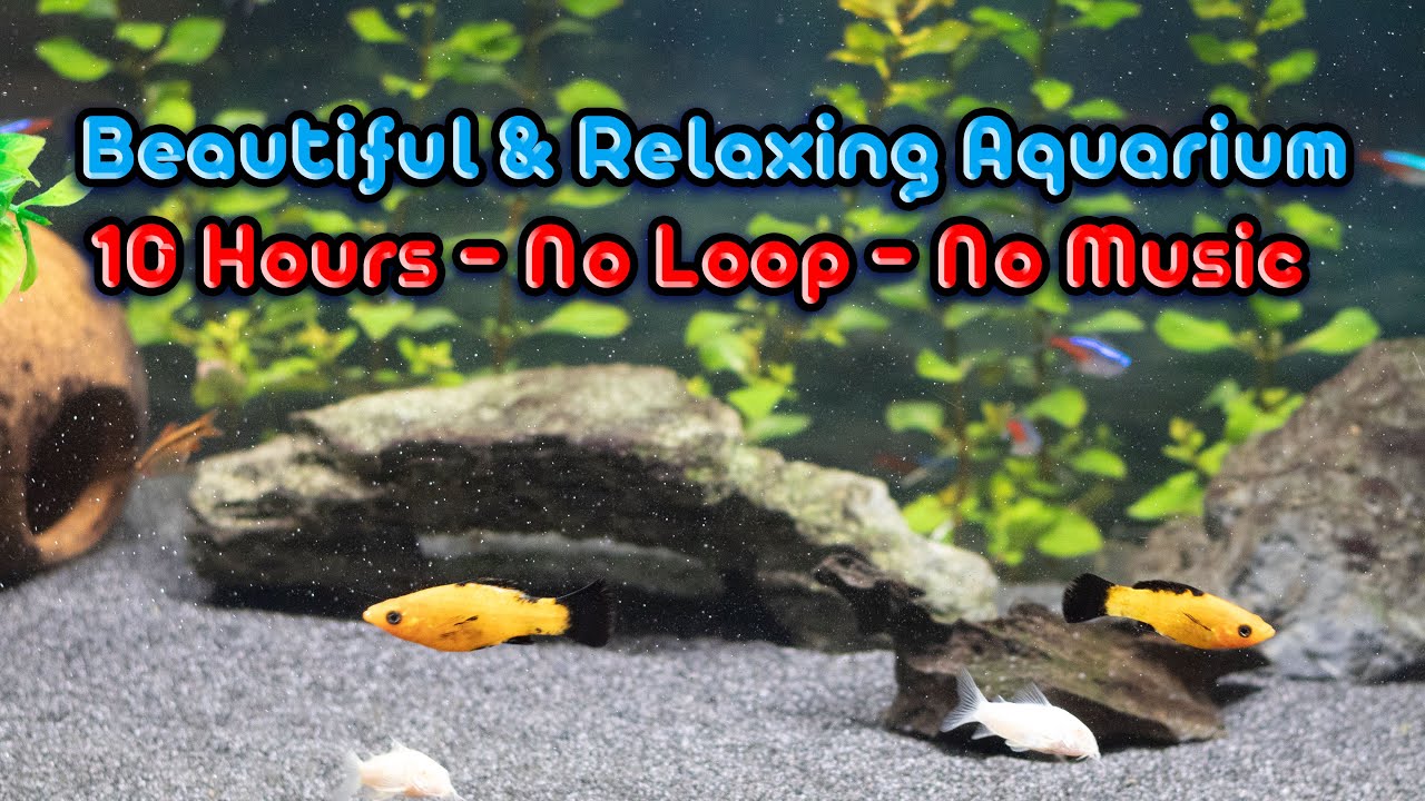 10 Hours Beautiful & Relaxing Aquarium Video - Natural Fish Movement | No Breaks - without music