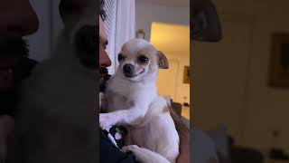 Chihuahuas aren’t dogs—they’re perpetual motion machines #foryou #shorts