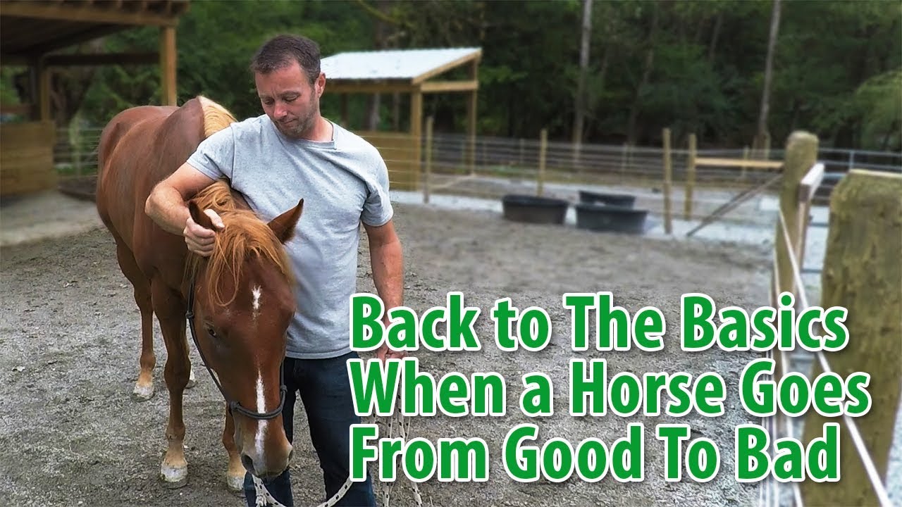 When Horses Go From Good To Bad And How To Help Them - YouTube