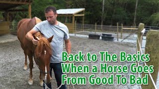 When Horses Go From Good To Bad And How To Help Them