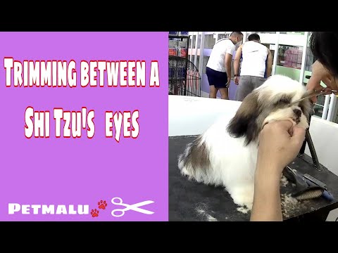 How to Trim a Shih Tzu | between a Shih Tzu&rsquo;s eyes | Grooming Tutorial