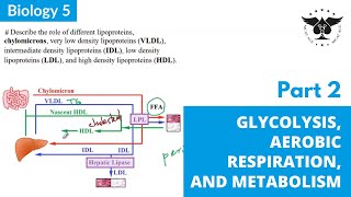 Glycolysis, Aerobic respiration, and Metabolism  Part 2 | Biology 5