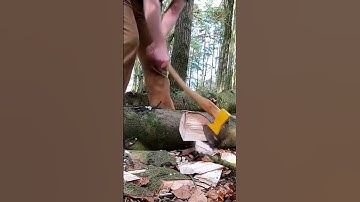 Sharpened Ochsenkopf Harzer chops well in softwood #axe  #wood #ochsenkopf