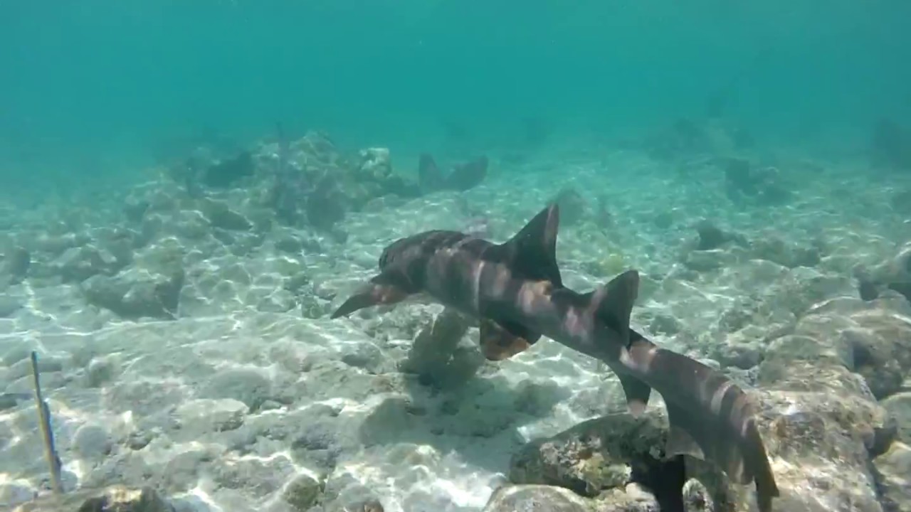 Nurse Shark Eating an Octopus in the Wild! Key West, FL 2016 YouTube