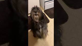 Tibetan Terrier Hoka talking trash #tibetant #dancingdogs  #trashtalk