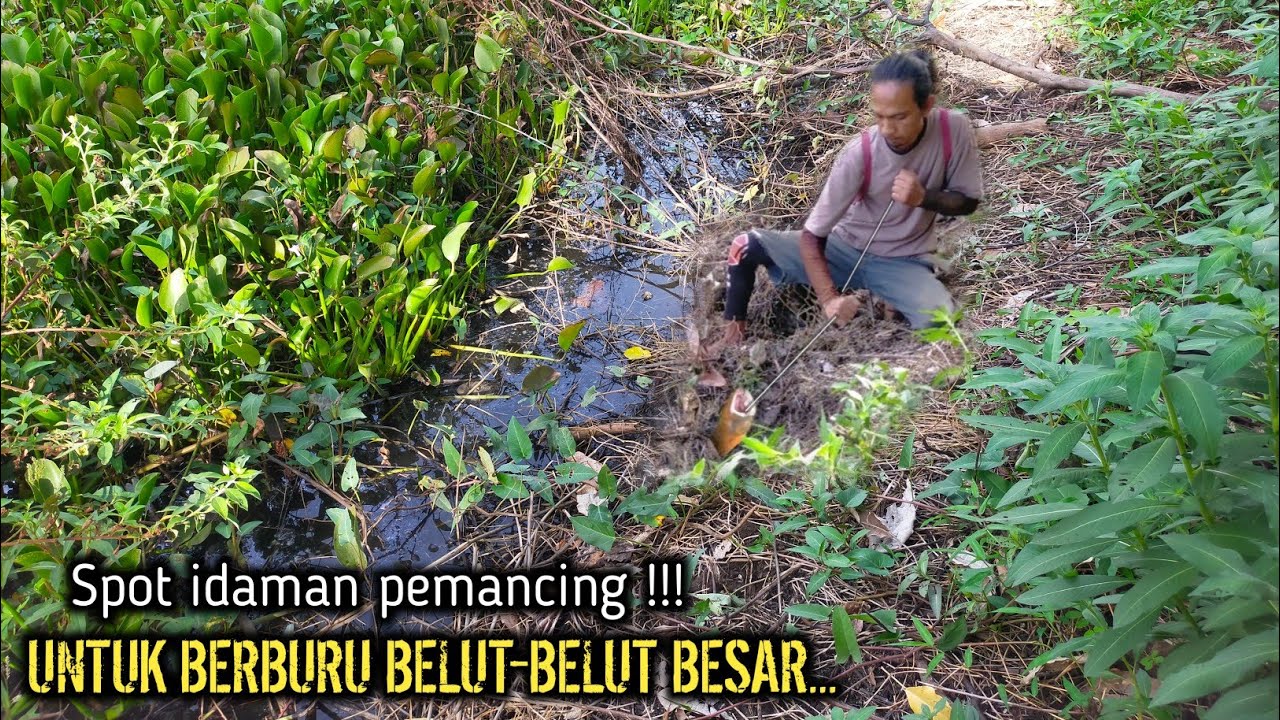 SPOT IDAMAN PEMANCING BELUT‼️UNTUK BERBURU BELUT-BELUT BESAR