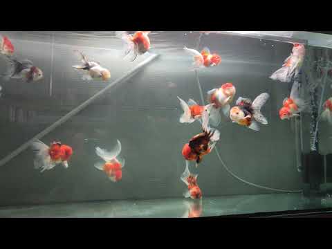 Video: Cum Se Vindecă Peștele Auriu Riukin