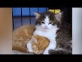 Funniest cats and dogs   funny animal