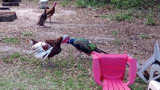 Peacock Vs. Turkey