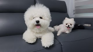 My Dog Got Jealous Of Baby Puppy! by Bom & Bow the Bichons 5,795 views 1 year ago 4 minutes, 33 seconds