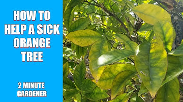 How to help a sick orange tree