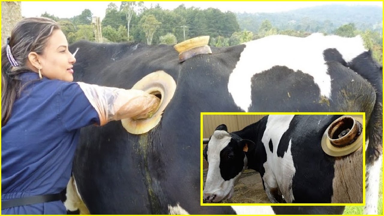 Bolesti zglobova u krava i njihovo liječenje