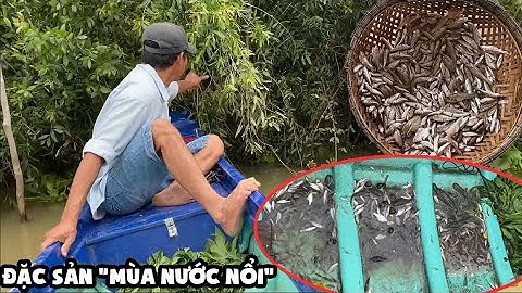 MÙA NƯỚC NỔI • Về Miền Tây Cả Nhà Đừng Bỏ Qua Món Ăn Này  | Bông Lúa Đồng Tháp