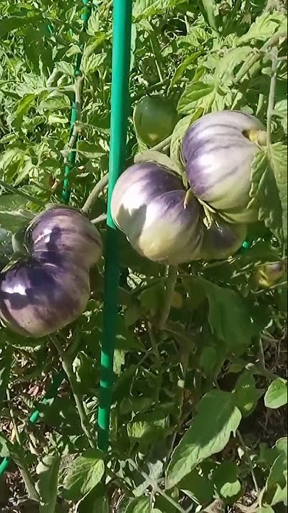 Самый лучший в мире томат 2022г.!Высокоурожайный,сладкий и вкусный ...